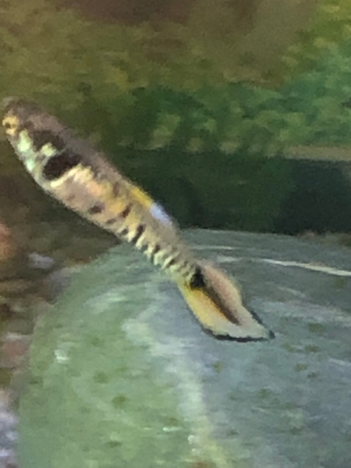 Endlerguppy's, Vis