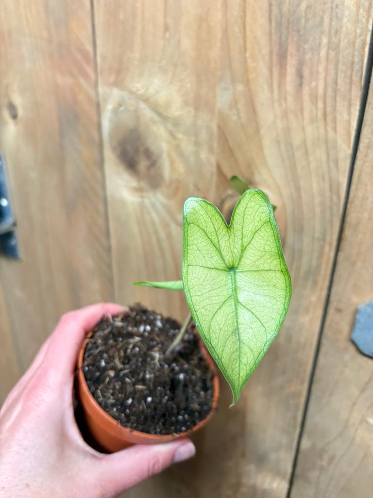 Alocasia zebrina fullmoon mint albo variegata plant, Tuin en Terras, Planten | Tuinplanten, Ophalen of Verzenden, Overige soorten