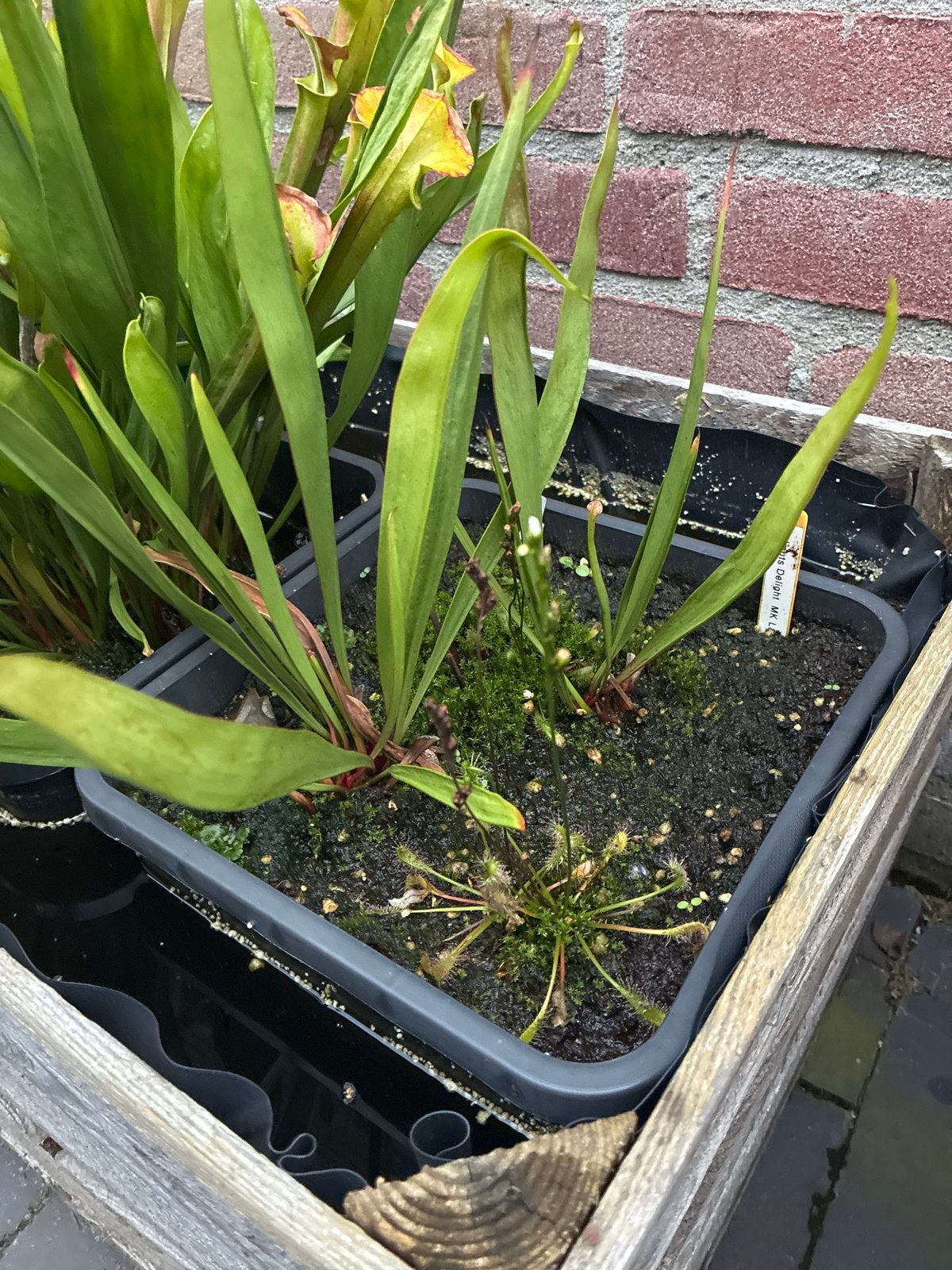 Sarracenia Helmuts Delight MKL81., Overige soorten, Volle zon, Vaste plant, Ophalen of Verzenden
