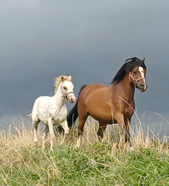 diverse NAS veulens, Met stamboom, 0 tot 2 jaar, Hengst, A pony (tot 1.17m)