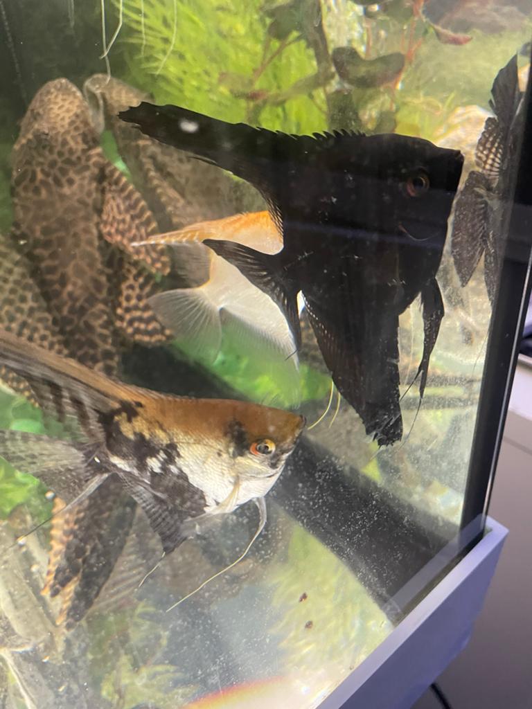 Maanvissen te koop! 4x, Dieren en Toebehoren, Vis