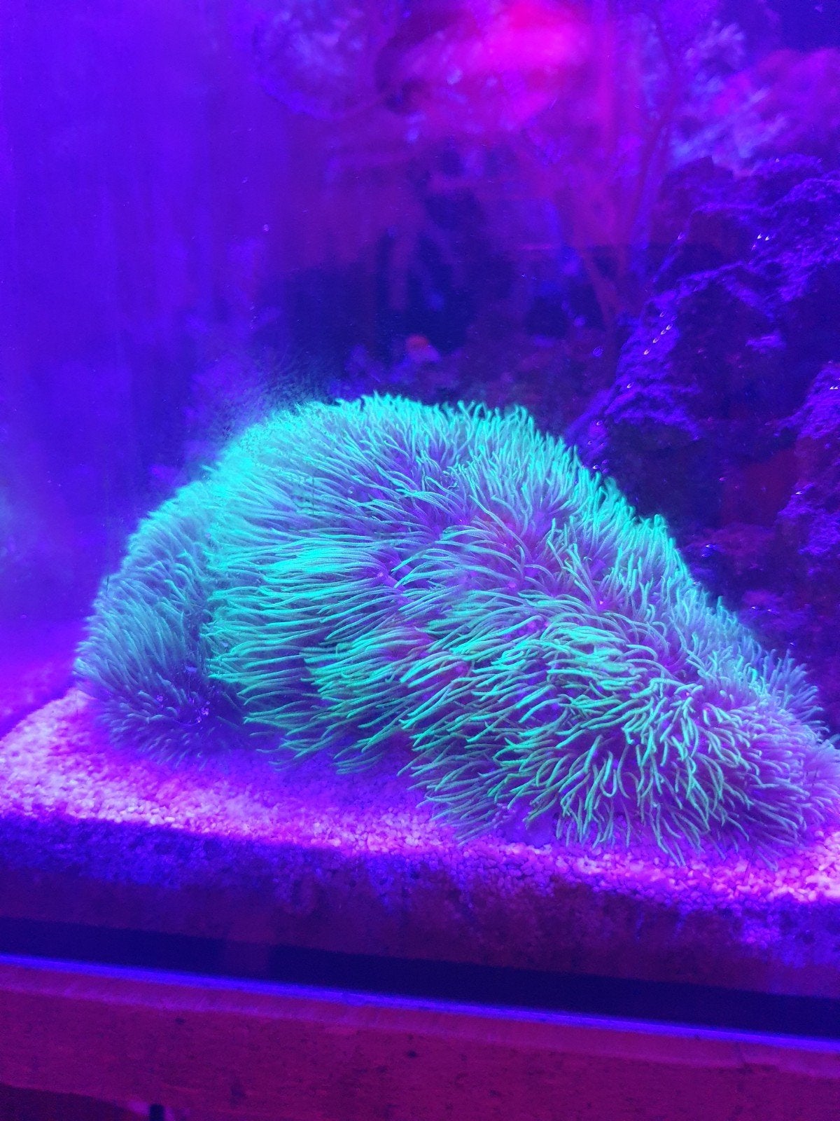 Groene sterpoliep stekjes van €5, Overige typen, Zoutwatervis