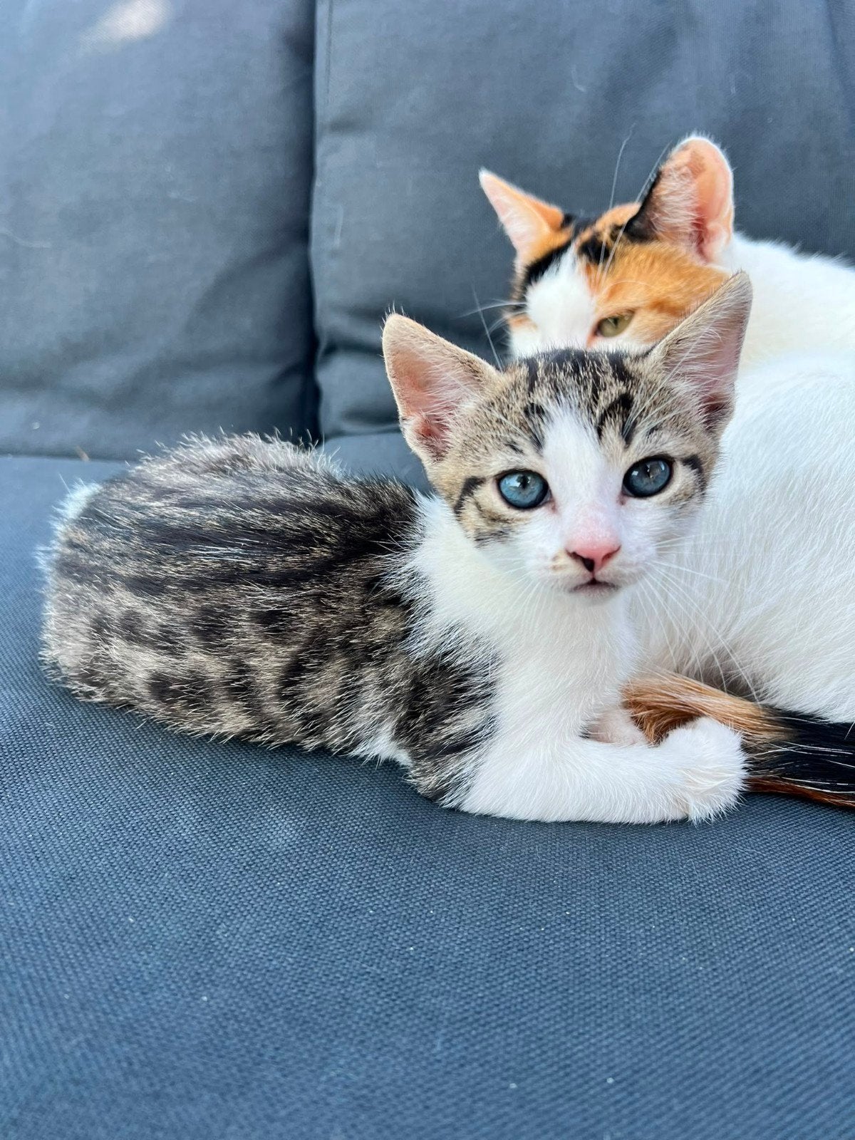 kittens Nog 1 lief grijs cyper katertje, Dieren en Toebehoren, Katten en Kittens | Overige Katten, Meerdere dieren, Kortharig
