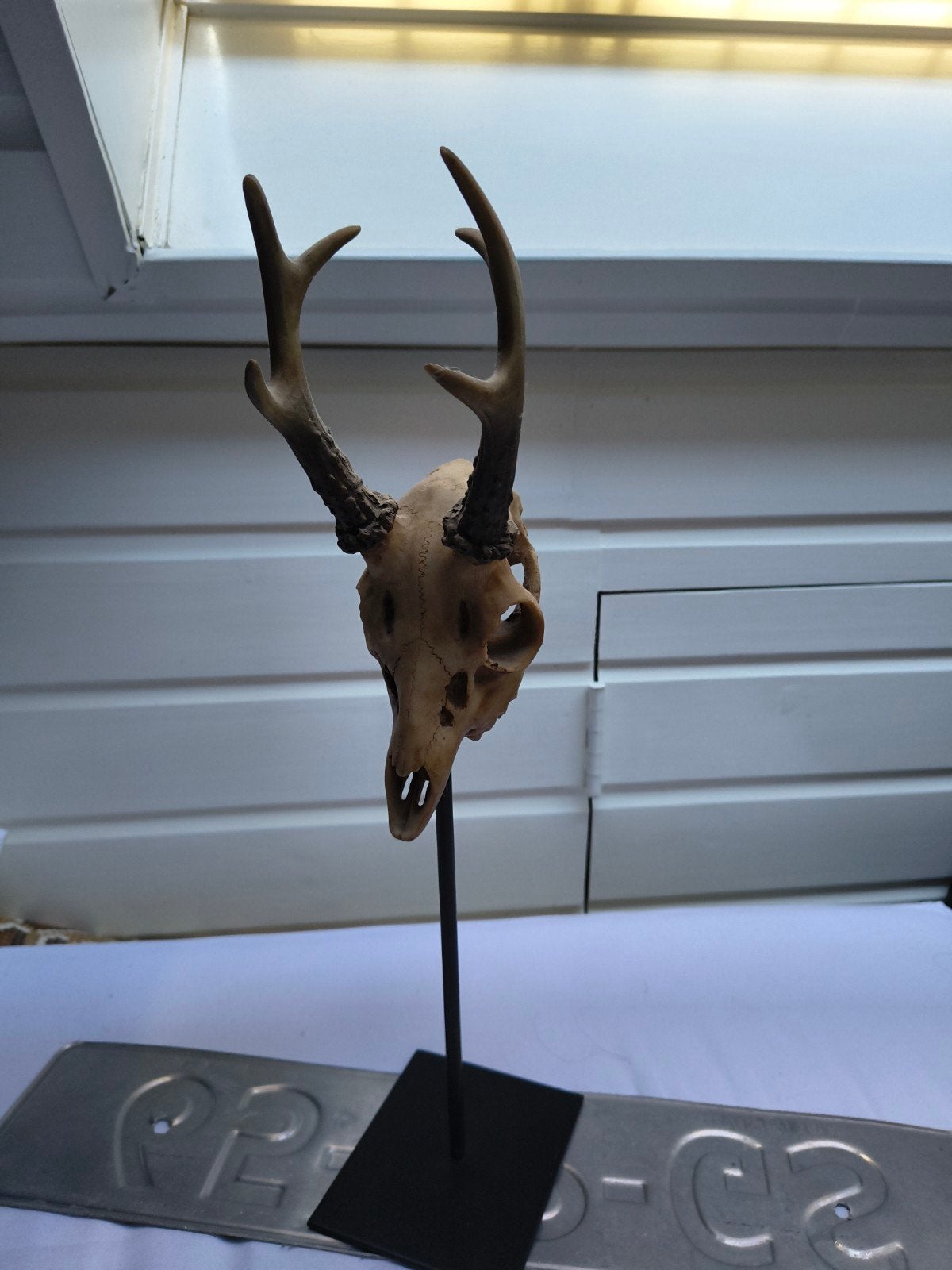 Herten schedel met gewei op standaard, Verzamelen, Dierenverzamelingen, Ophalen, Gebruikt, Schedel, Hert