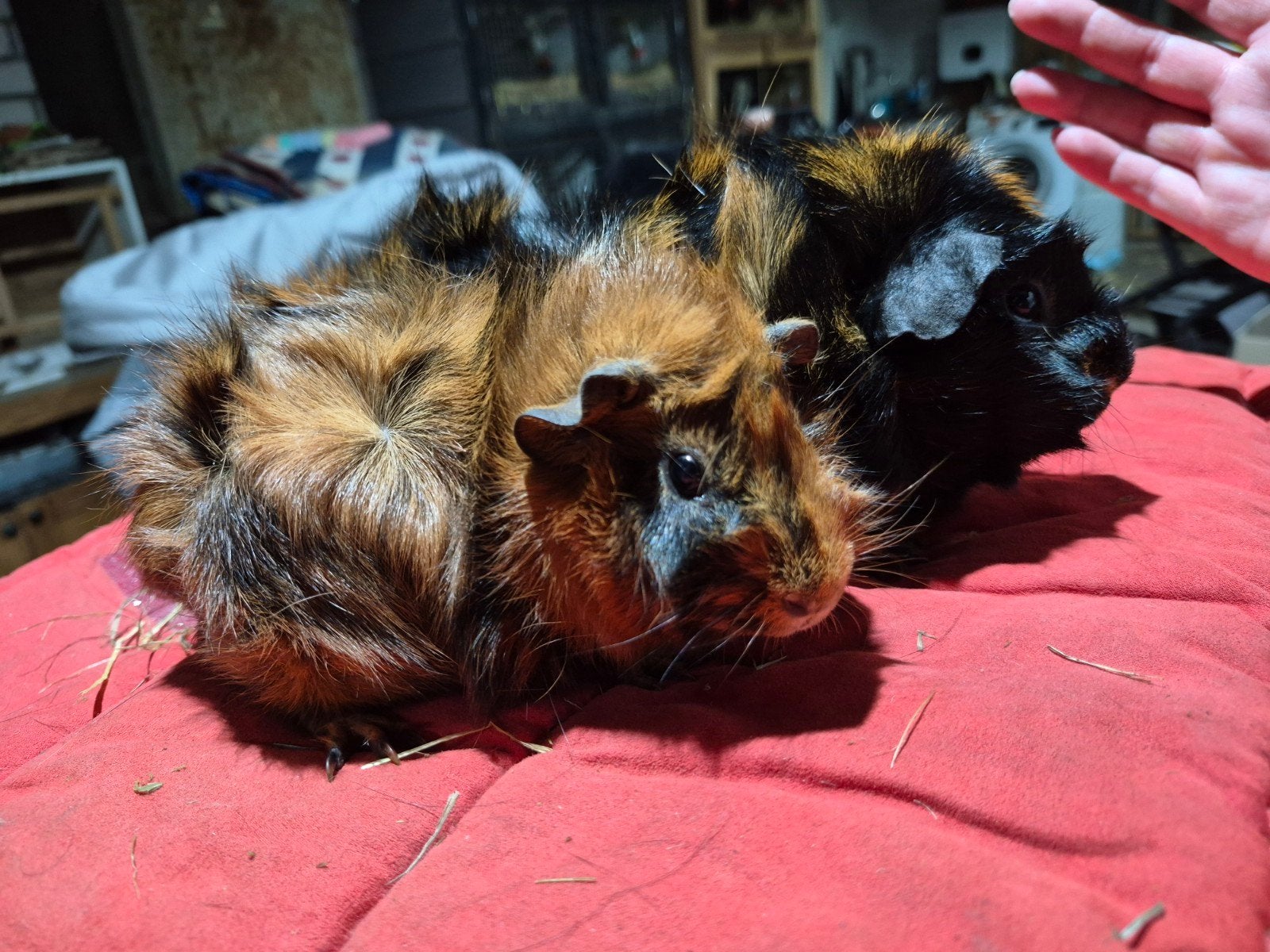 Borstelbaar brindle cavia zeugen, Dieren en Toebehoren, Knaagdieren, Vrouwelijk, Cavia, April