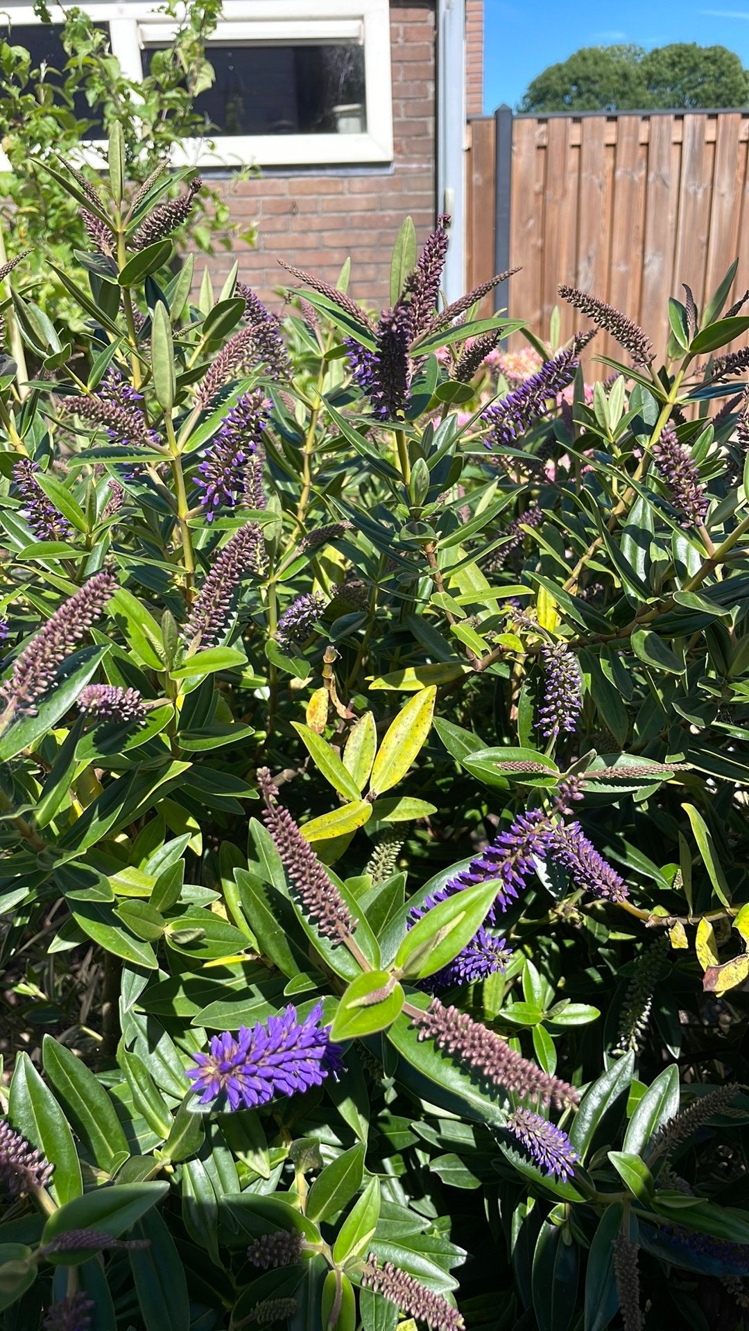 Lavendel plant soort zonder geur, Ophalen of Verzenden, Overige soorten, Minder dan 100 cm
