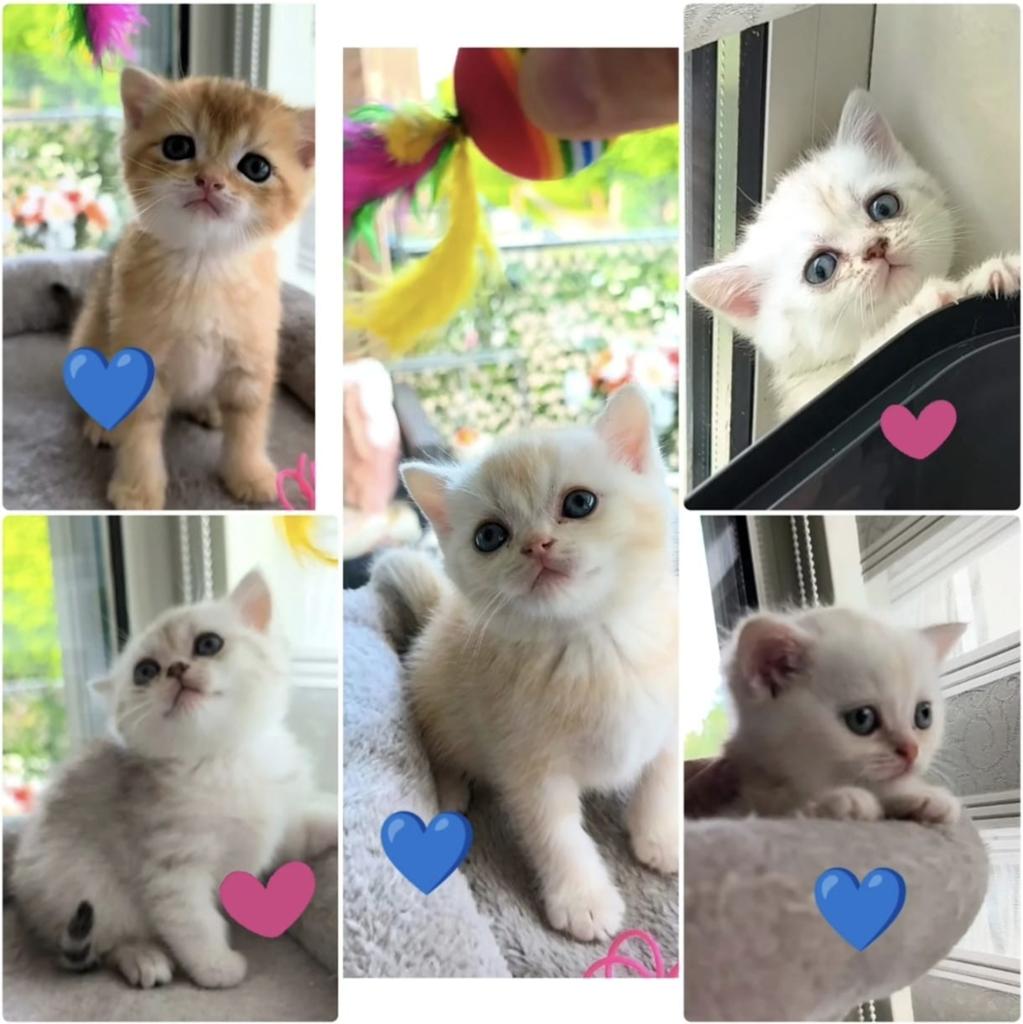 Britse korthaar kittens, Dieren en Toebehoren, Katten en Kittens | Raskatten | Korthaar, Meerdere dieren, Ontwormd, 0 tot 2 jaar