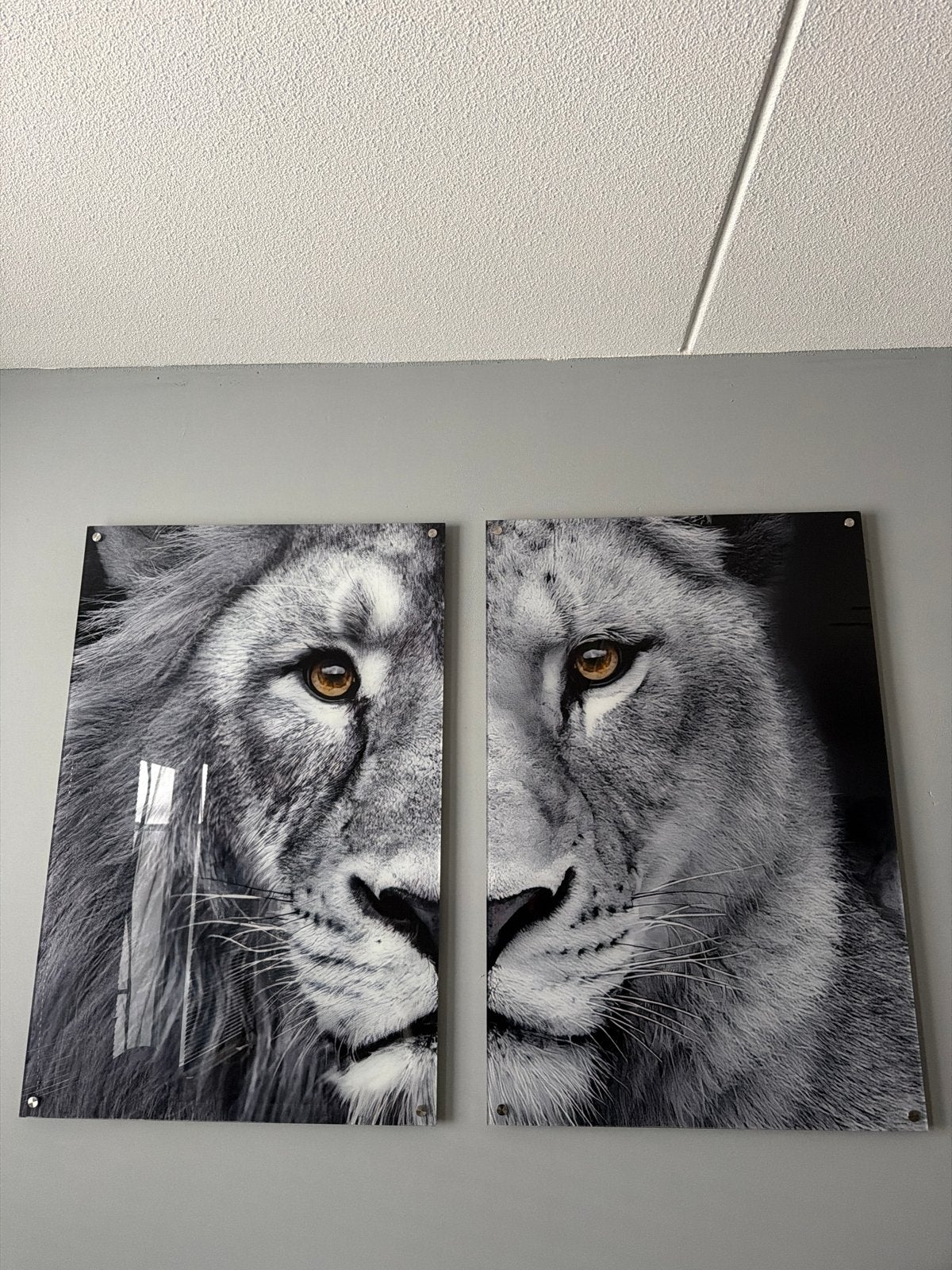 Leeuwen Kunstprint lijst  - Set van 2 90x60 cm, Ophalen, 75 – 100, 50 tot 75 cm, Print