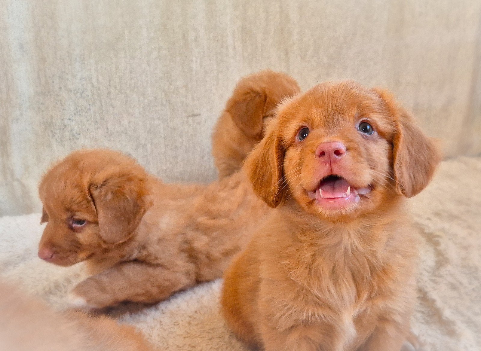 Super leuke, lieve enthousiaste Toller pups!, Overige rassen, 8 tot 15 weken, CDV (hondenziekte), Meerdere