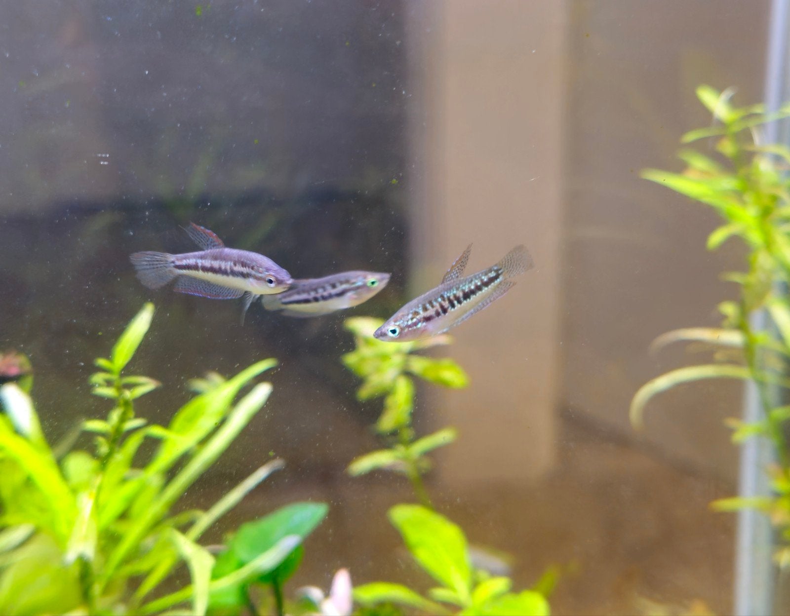 8 Kleine Knorgoerami's (Sparkling Gourami), Dieren en Toebehoren, Vis, Zoutwatervis, Schoolvis