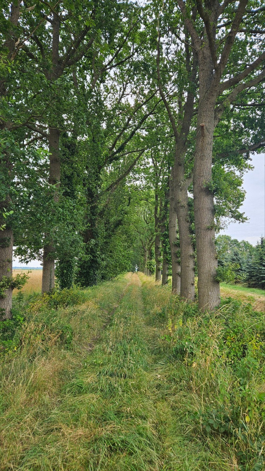 Bosperceel natuurperceel eikenlaan privepad, Huizen en Kamers, Kavels en Percelen