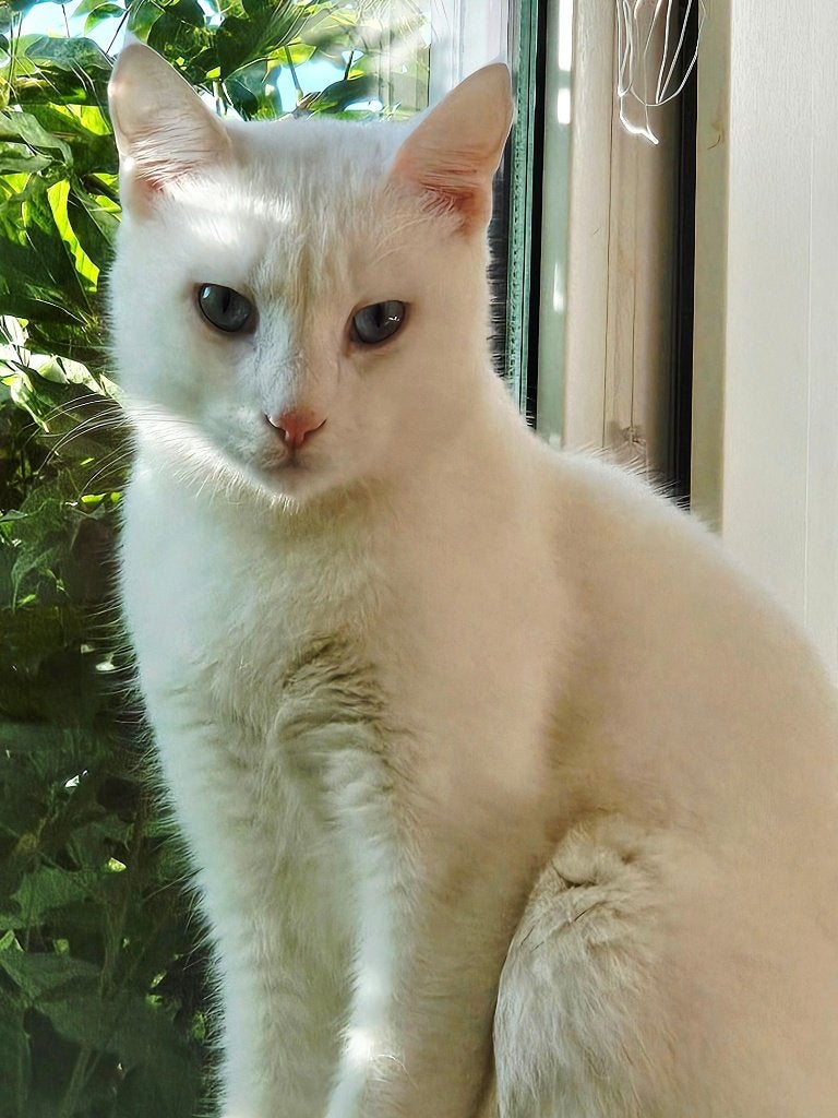 Zeer lief kitten (kater) 10mnd. geholpen/chip/getest/ingeent, Kater, Kortharig, 0 tot 2 jaar