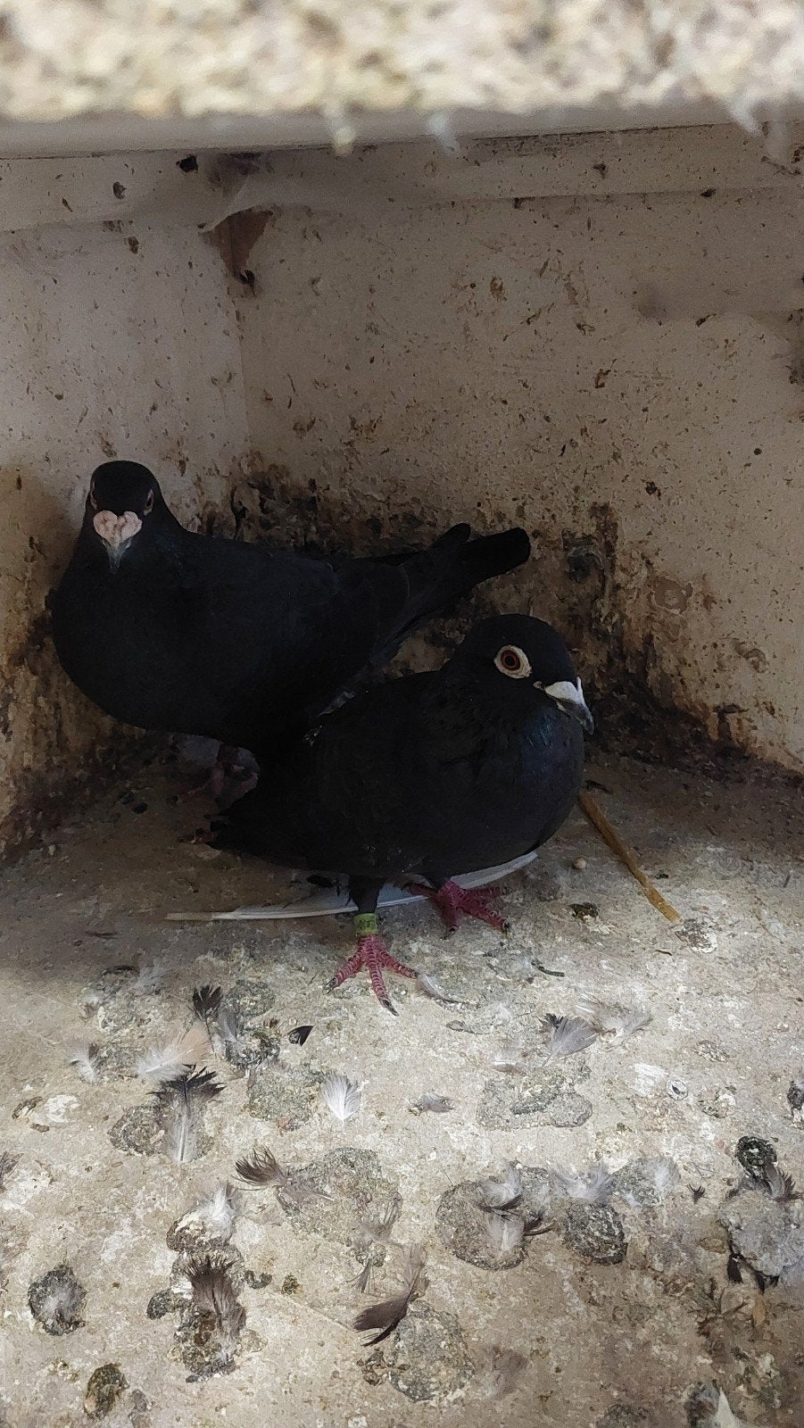 zwarte kleurduiven, Dieren en Toebehoren, Meerdere dieren, Postduif