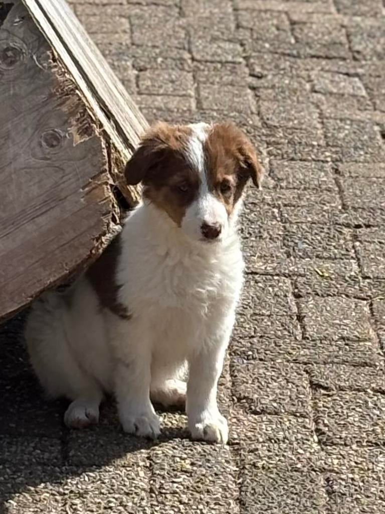 Border collie pups, Parvo, 8 tot 15 weken, Collie, Meerdere