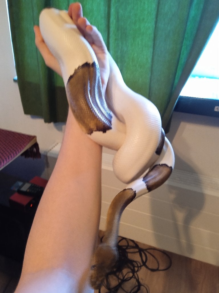 0.1 Black Pin Pied (python regius), Slang, Tam, 3 tot 6 jaar