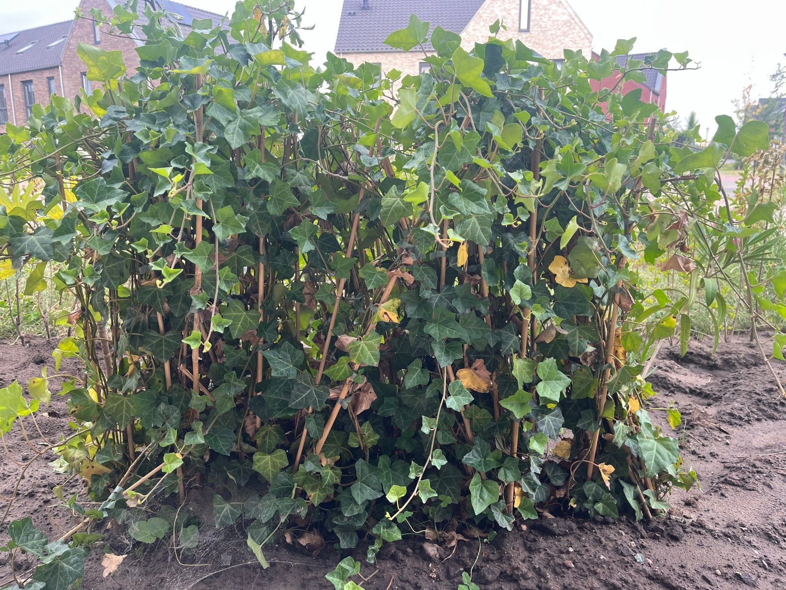 100 Klimop planten (Hedera) - 20 meter haag, Tuin en Terras, Ophalen, Vaste plant, Bloeit niet, Halfschaduw