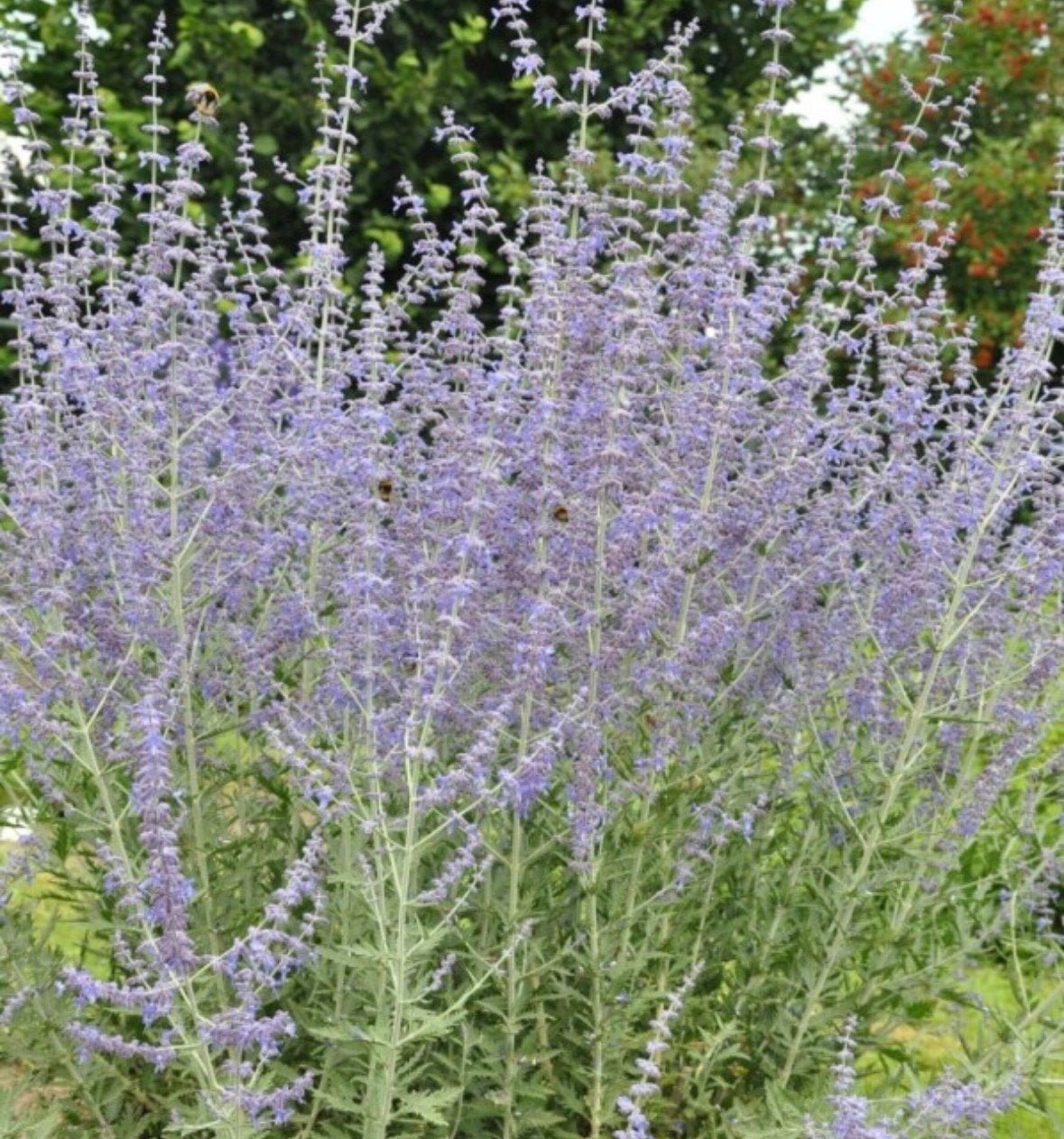 Perovskia 'Blue Spire' en 'Little Spires' - Russische Salie, Overige soorten, Volle zon, Vaste plant, Ophalen of Verzenden