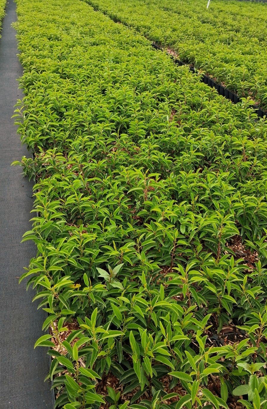 Portugese Laurier p9 Prunus Lusitanica 'Angustifolia' 🍀, Tuin en Terras, Ophalen, Laurier, 100 tot 250 cm
