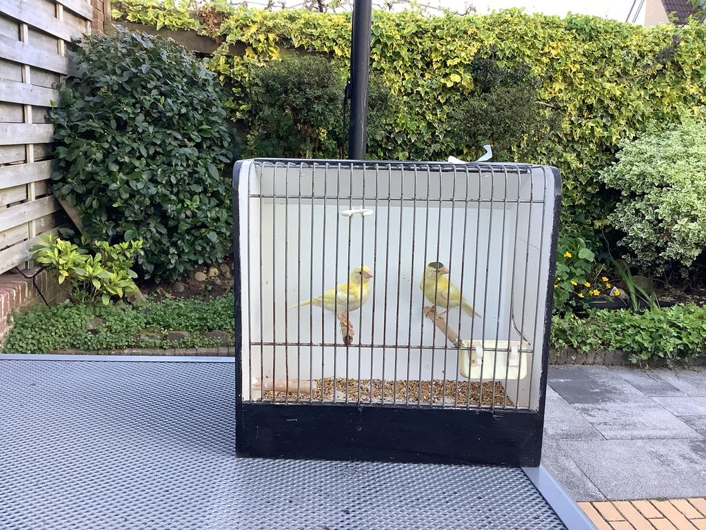 Te koop jonge kanaries, Dieren en Toebehoren, Vogels | Kanaries, Meerdere dieren, Kleurkanarie