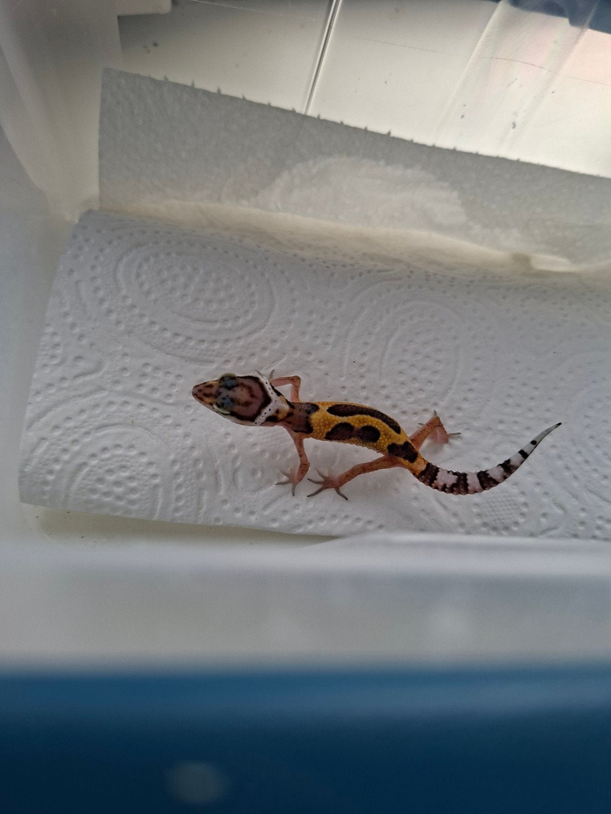 jonge luipaardgekko Leopard Gecko photo 3