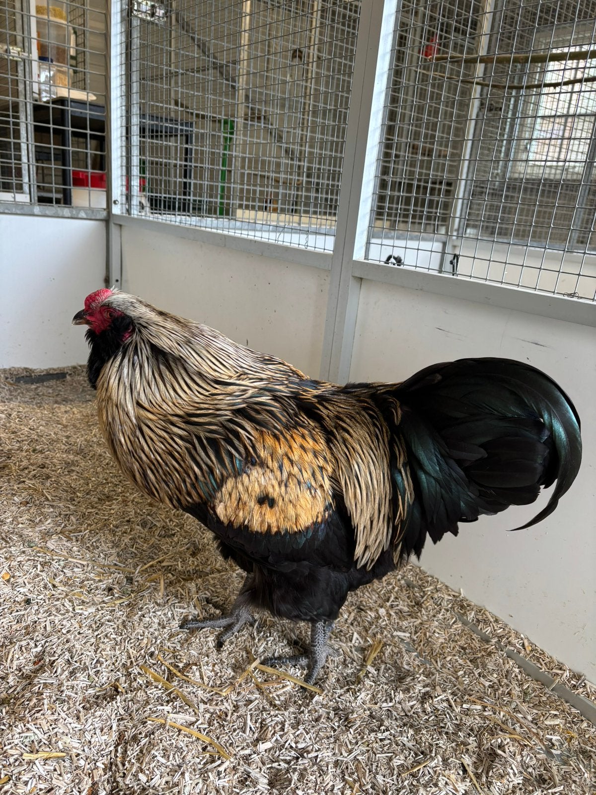 Araucana haan, Dieren en Toebehoren, Mannelijk, Kip