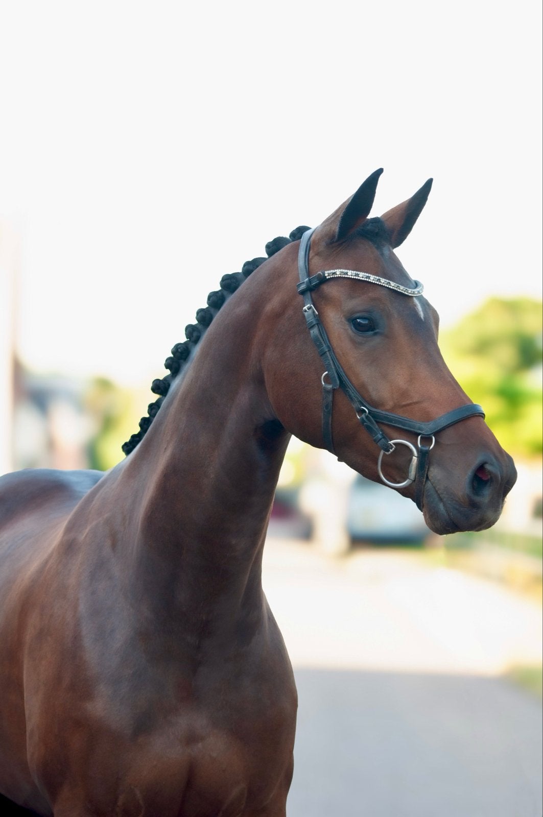 Prachtige 6 jarige dressuurmerrie | Just Wimphof X Jazz, Merrie, Met stamboom, Dressuurpaard, 3 tot 6 jaar