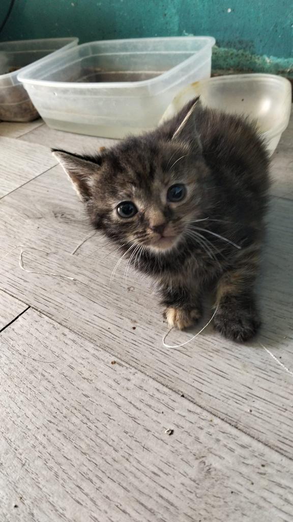 Ze zijn 12 maart 2026 geboren, Dieren en Toebehoren, Katten en Kittens | Overige Katten, Geslacht onbekend, Kortharig, 0 tot 2 jaar