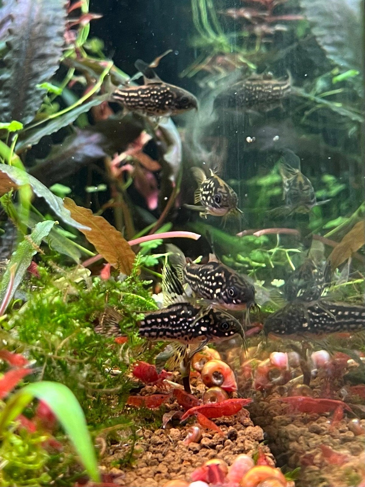 GEZOCHT corydoras napoensis vrouwtjes, Dieren en Toebehoren, Vis
