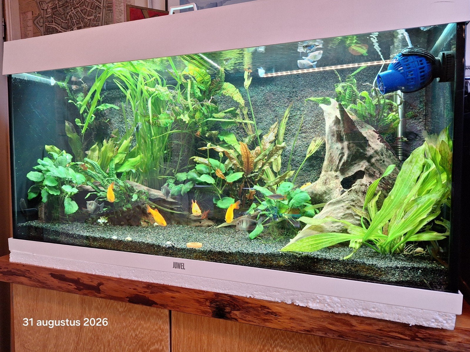 juwel rio 180 met helialux smart control 4c, Dieren en Toebehoren, Vis, Zoetwatervis, Schoolvis