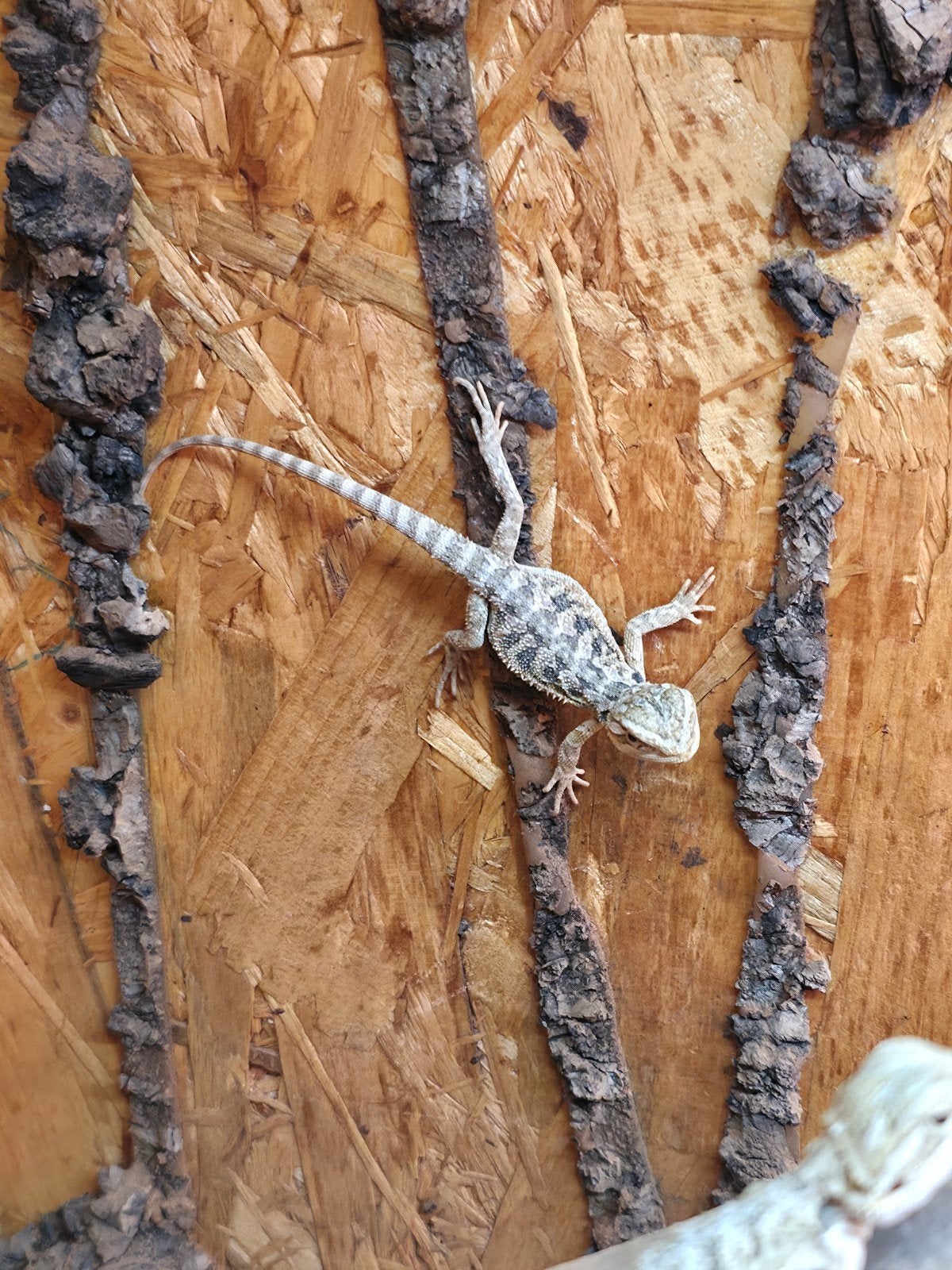 baardagaam jonkie.s te koop Bearded Dragon photo 9