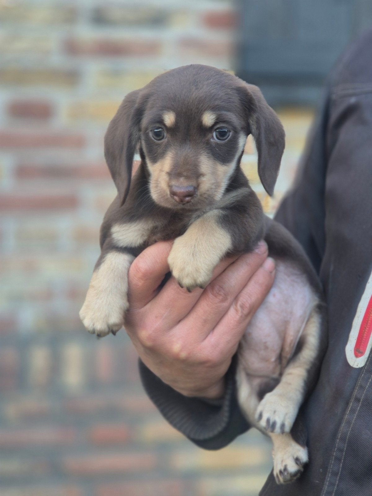 teckel kruising jack russel pups, Dieren en Toebehoren, CDV (hondenziekte), 8 tot 15 weken, Meerdere, Meerdere dieren