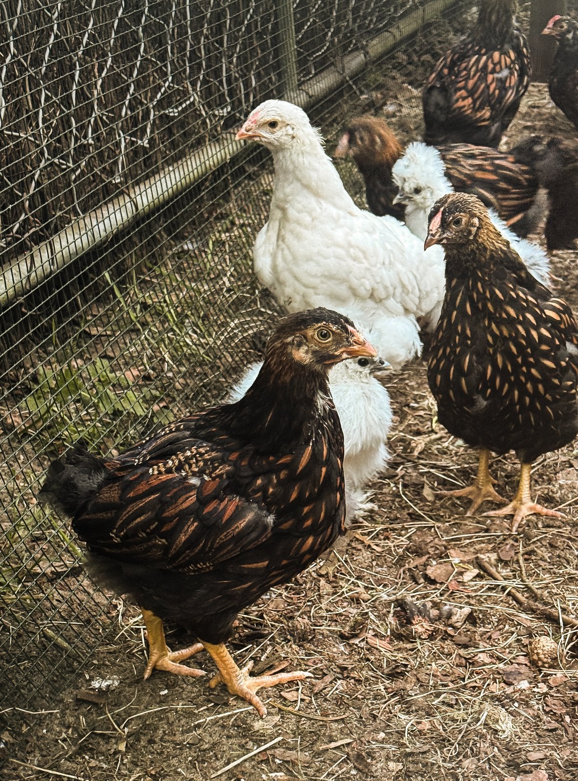 Wyandotte kuikens/hennetjes wit en goud-zwartgezoomd, Vrouwelijk, Kip