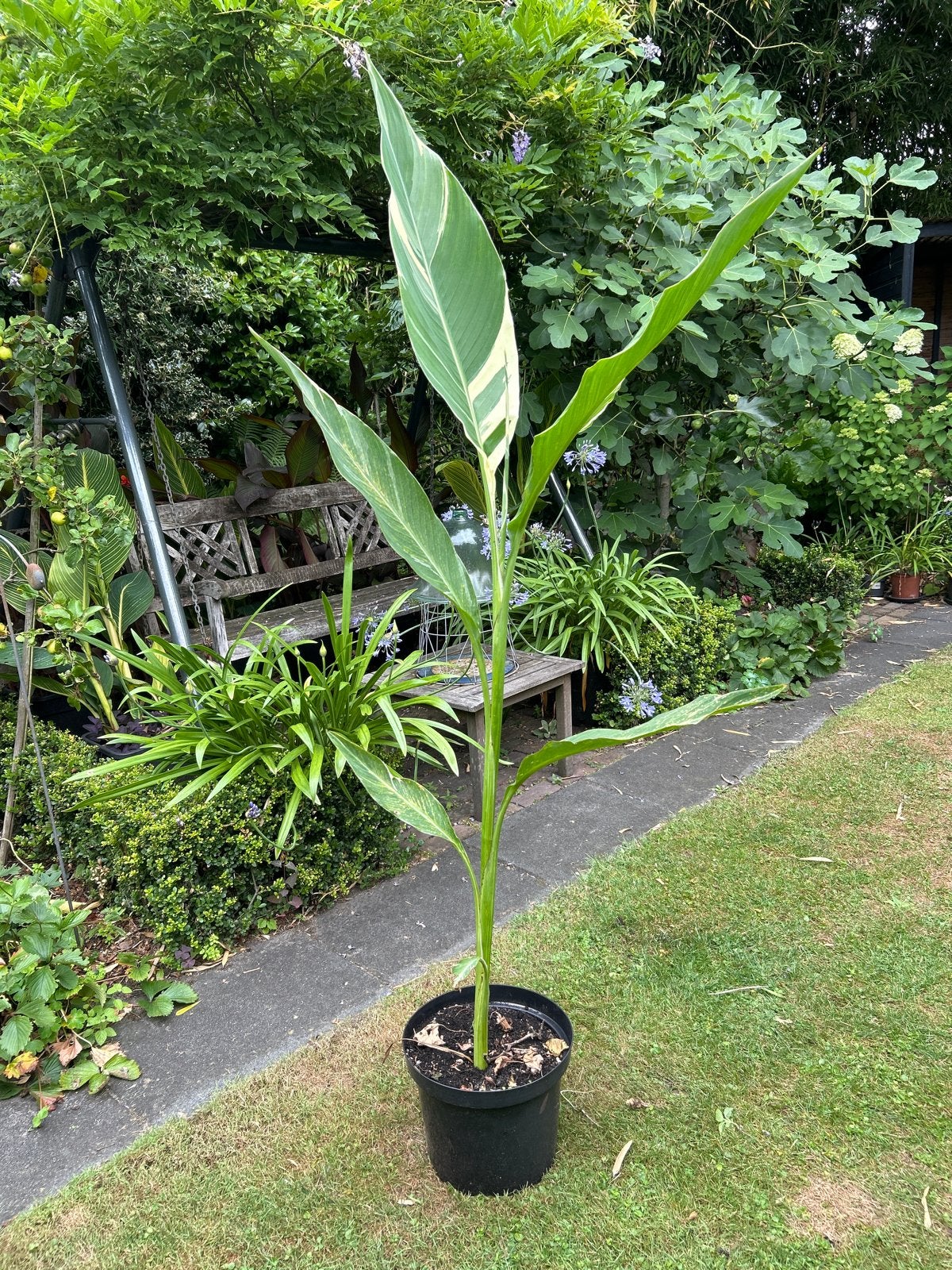 Canna 'Stuttgart' - Bont Bloemriet met opvallende bladeren, Volle zon, Vaste plant, Zomer, Ophalen