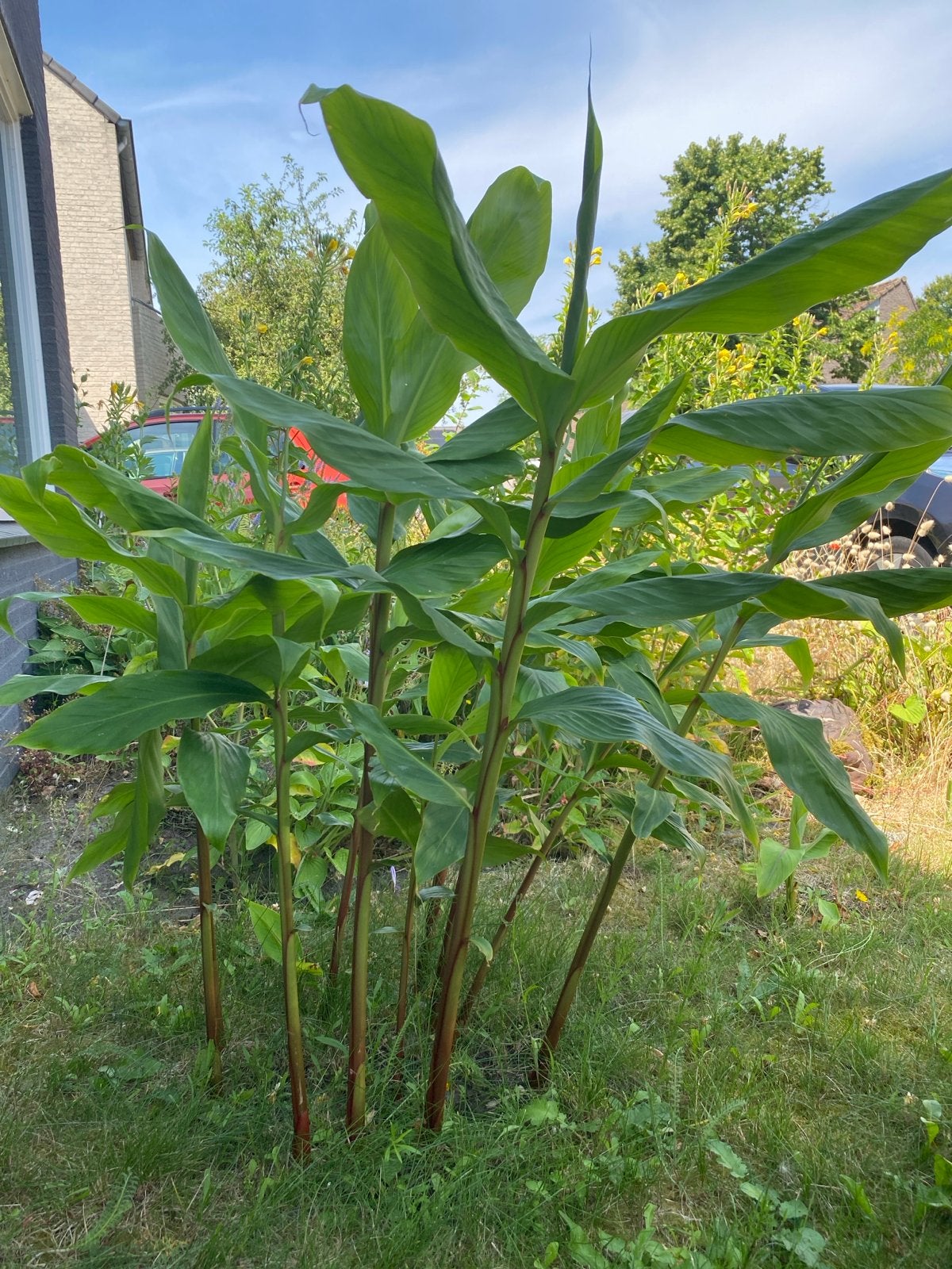 Japanse gember - Sterke en gezonde planten, Ophalen, Vaste plant, Halfschaduw, Kruiden
