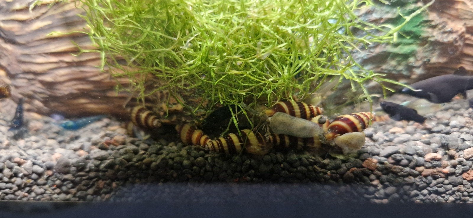 helena slakken, Dieren en Toebehoren