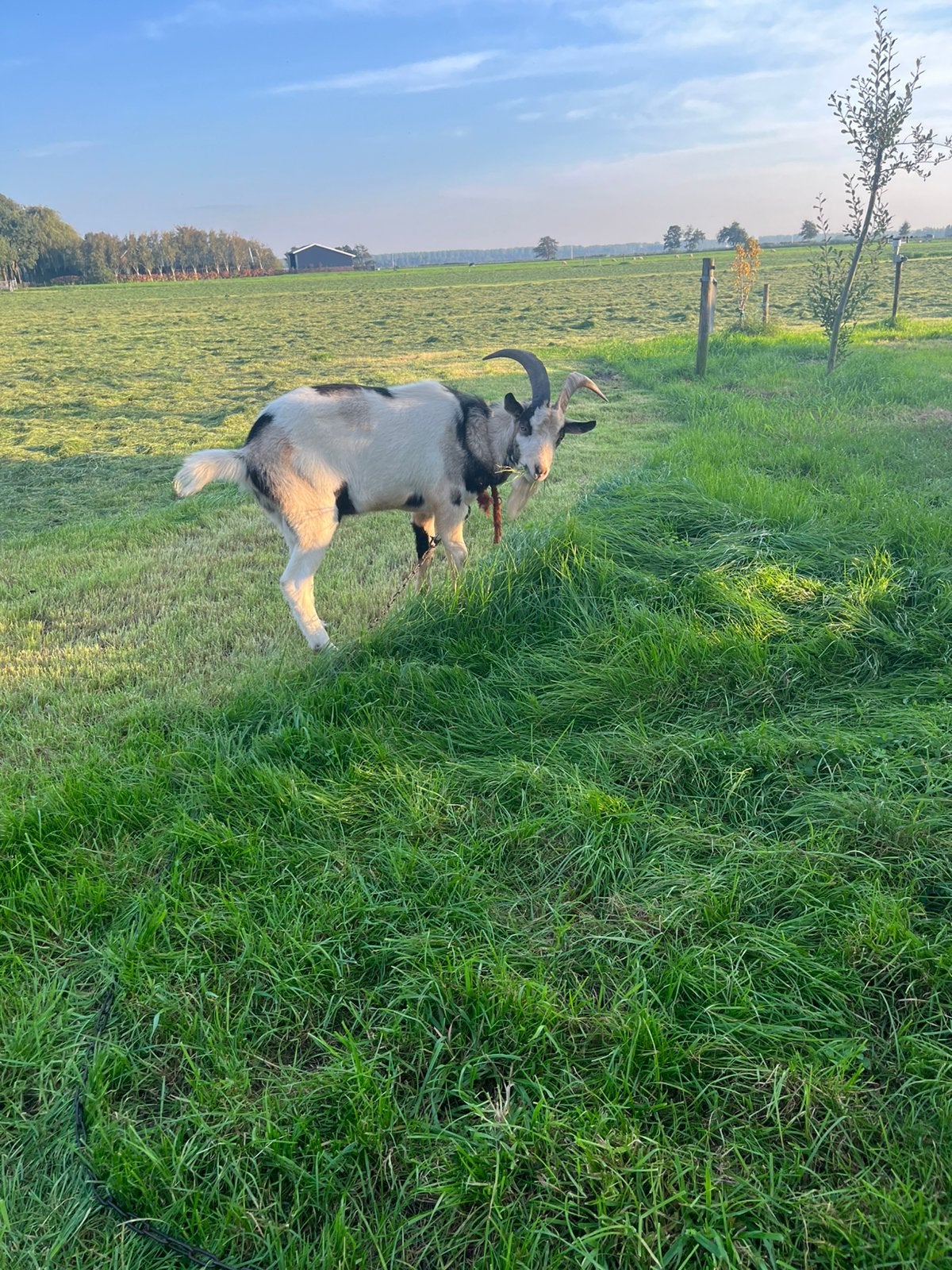 Dekbok huur/koop, Mannelijk, Schaap