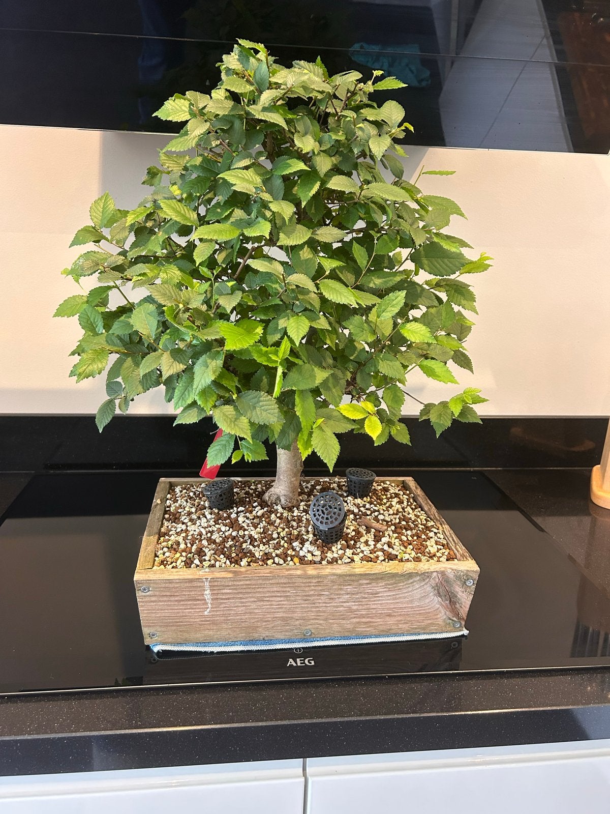 Grote hollandse Iep bonsai, Huis en Inrichting, Kamerplanten, Ophalen, Halfschaduw, In pot, Minder dan 100 cm