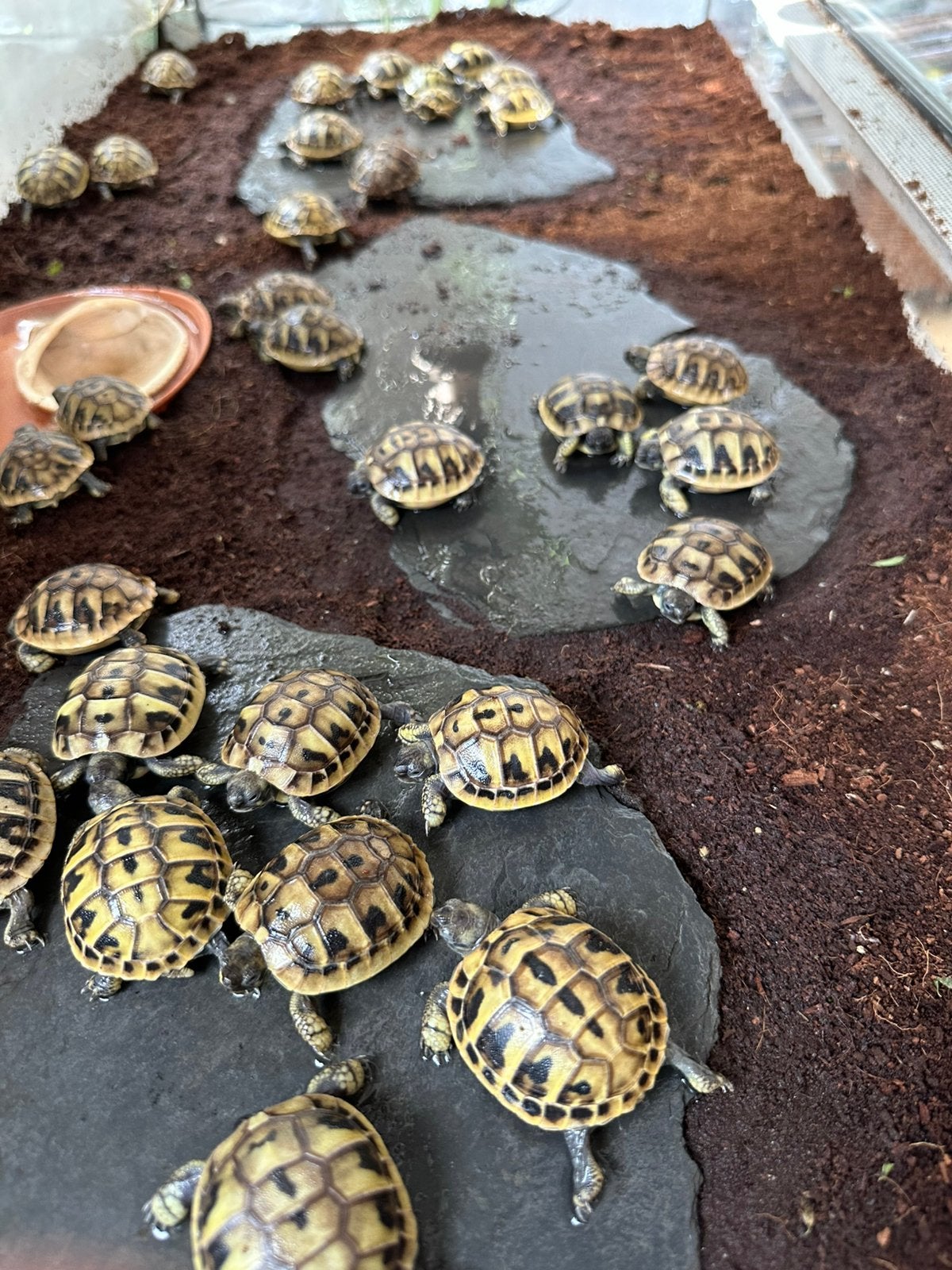 Prachtige, gezonde Griekse Landschildpadden. Nakweek 2026 ! Tortoise photo 12