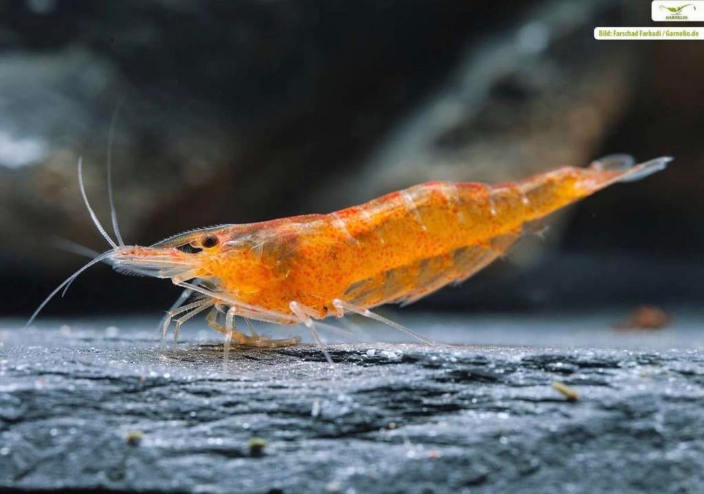Pre order: Caridina thambipillai Mandarijn garnaal, Dieren en Toebehoren, Kreeft, Krab of Garnaal, Zoetwatervis