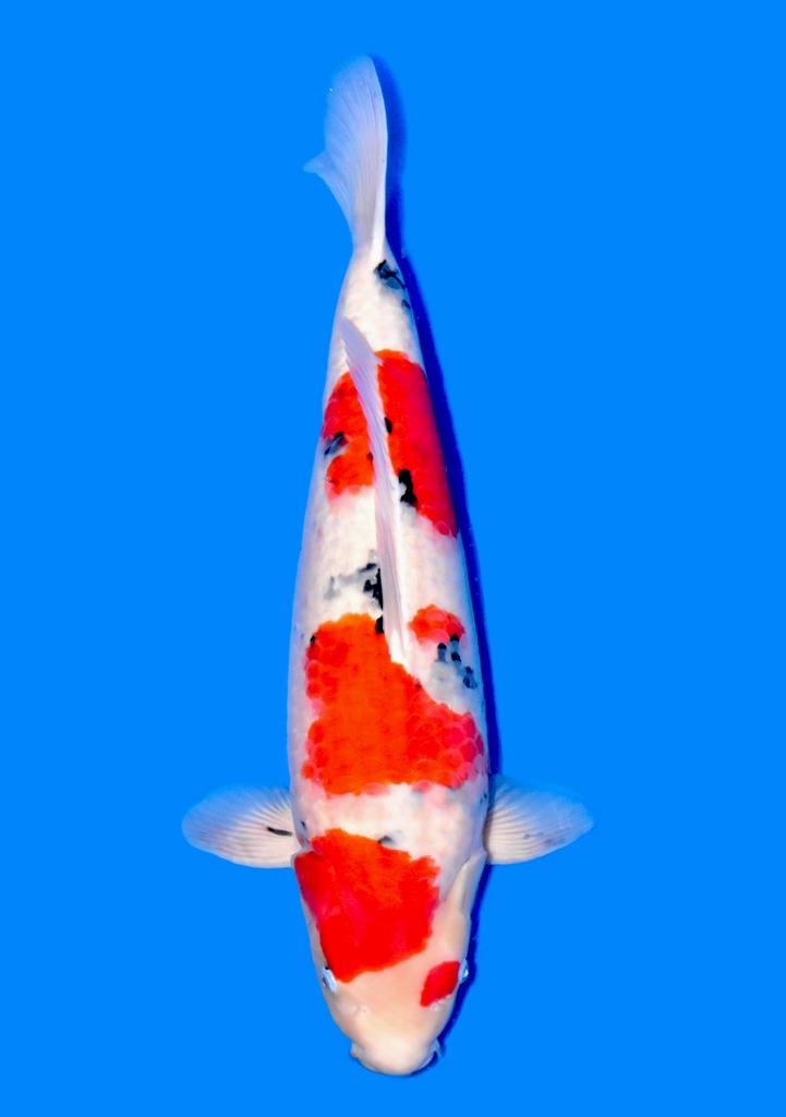 AZUKARI VHQ SANKE NND KOIFARM japanse high class koi, Dieren en Toebehoren, Vissen | Vijvervissen, Karper of Koi