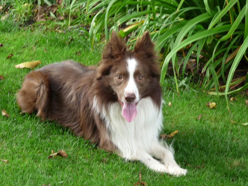 mooie rood bruine border collie  reu voor dekking, Reu, Collie, Parvo, Eén hond