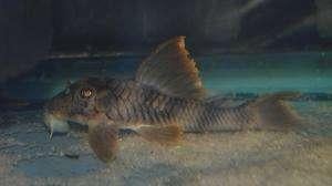 L-Nummers: L076 Peckoltia sp., Dieren en Toebehoren, Vis, Zoetwatervis