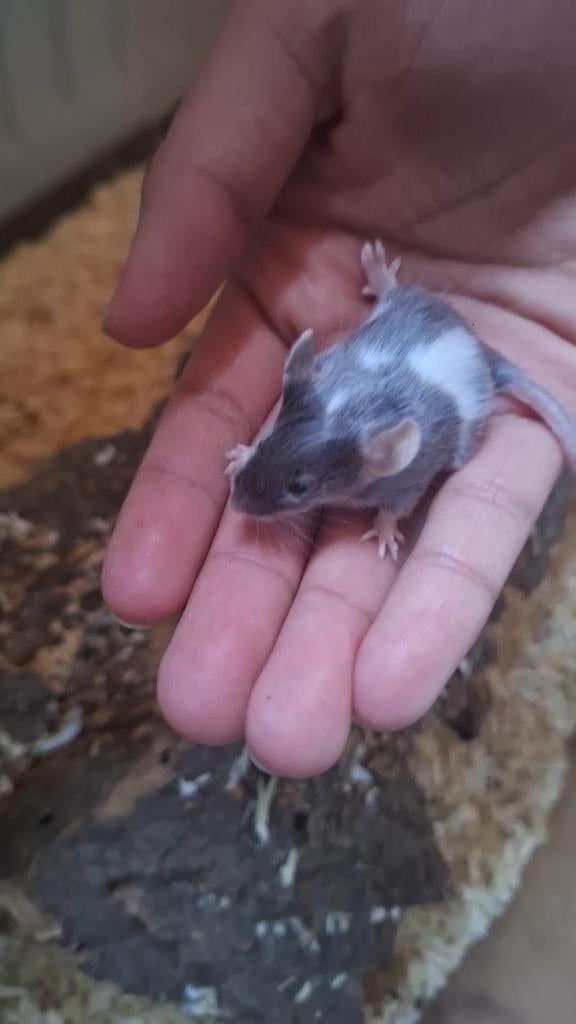 Baby kleurmuisjes, Dieren en Toebehoren, Muis, Januari, Meerdere dieren, Tam