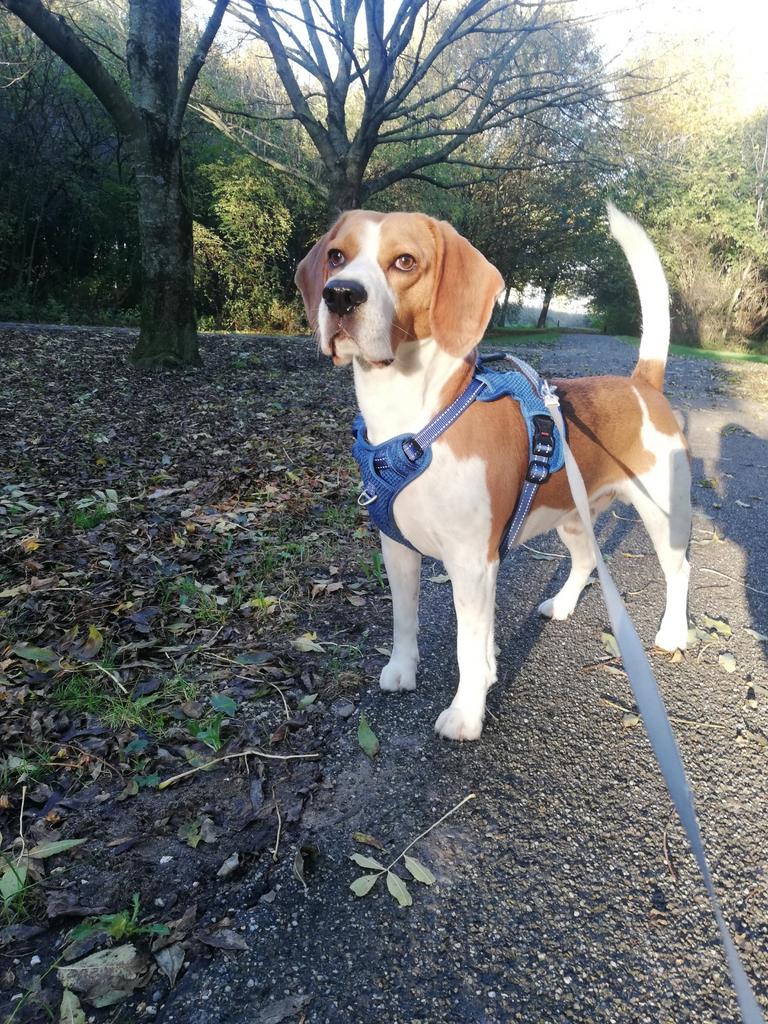 Ter dekking/Originele Amerikaanse beagle /gezonde,sociaal, Reu, Parvo, Eén hond, 3 tot 5 jaar