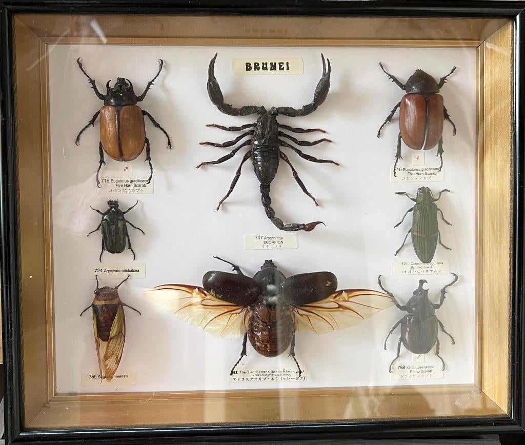 Ingelijste schorpioen & kevers uit Brunei (Borneo), Ophalen of Verzenden, Zo goed als nieuw, Insect, Opgezet dier