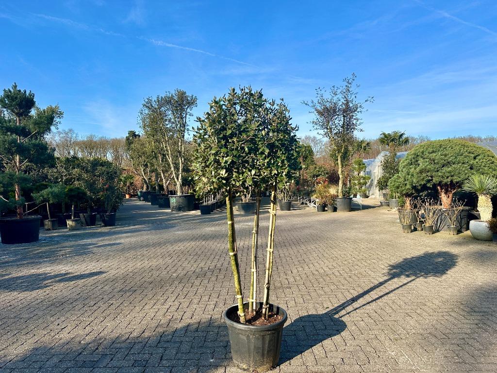 Groenblijvende steeneik (Quercus ilex) 3 stammig te koop!!!, 100 tot 250 cm, Zomer, Volle zon, In pot