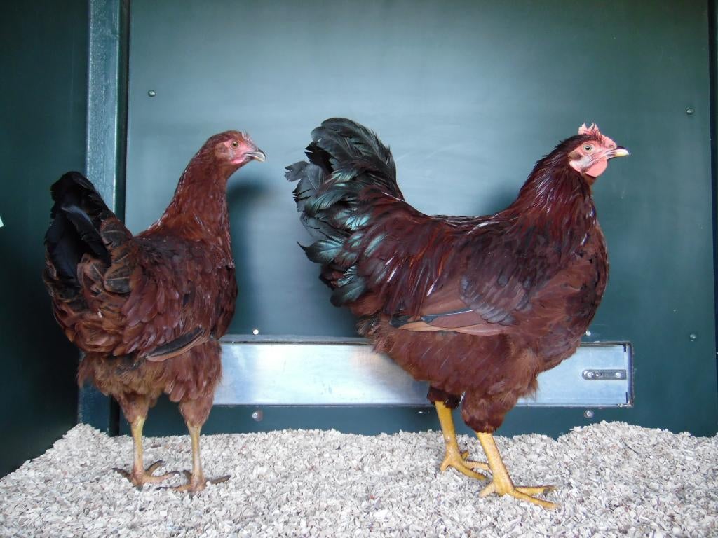 Red Island kriel | Nieuwsgierige kippen | Passend advies, Meerdere dieren, Kip