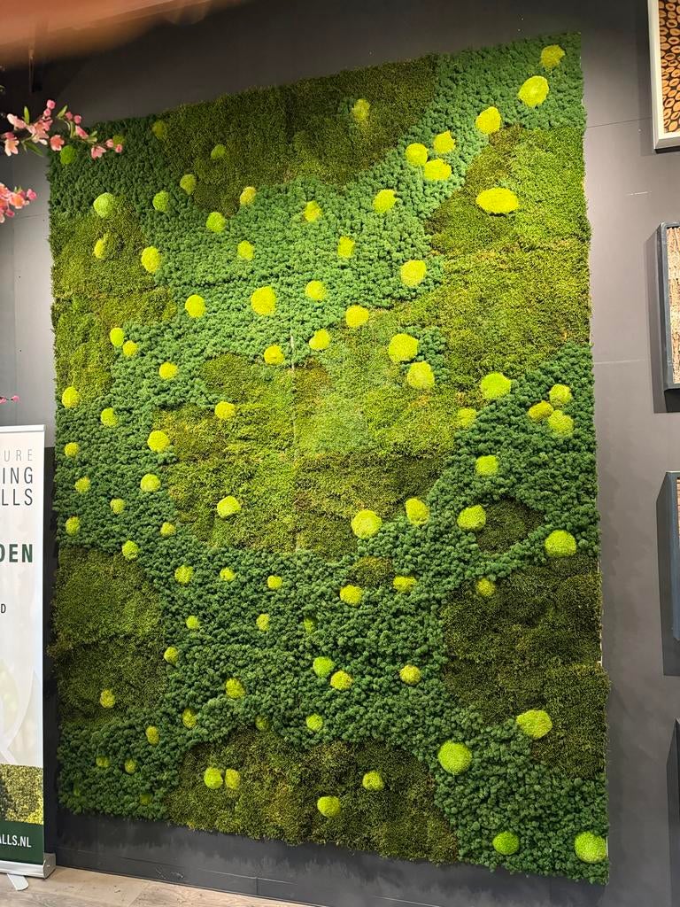 Moswand 320 cm hoog x 240 cm breed, Ophalen, Nieuw