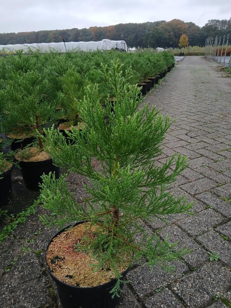 Sequoiadendron giganteum 25-35 cm in C5  (mammoetboom), Tuin en Terras, Planten | Bomen, Overige soorten, Minder dan 100 cm, Zomer