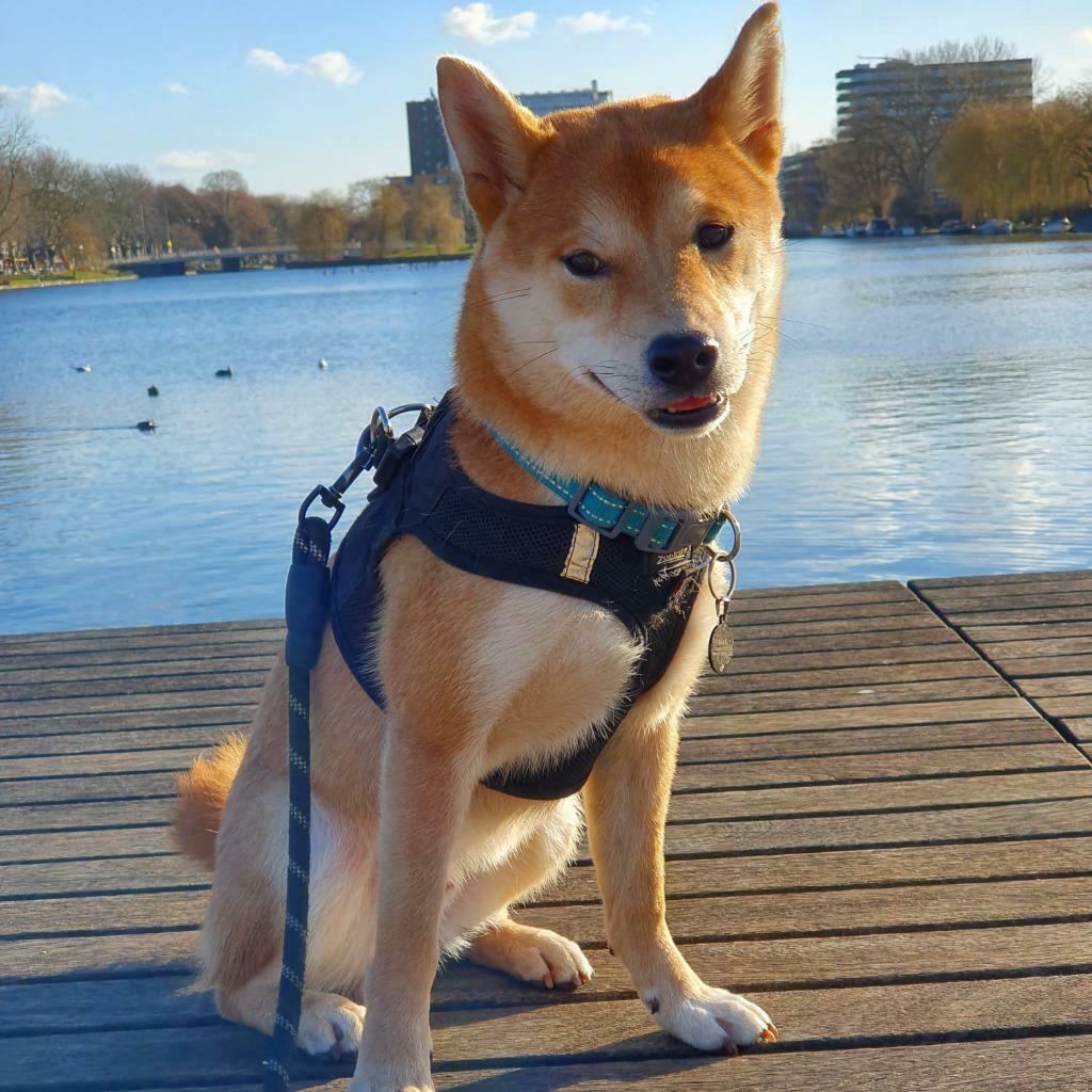 Shiba inu dekreu, Dieren en Toebehoren, Reu, 1 tot 2 jaar, Parvo, Eén hond